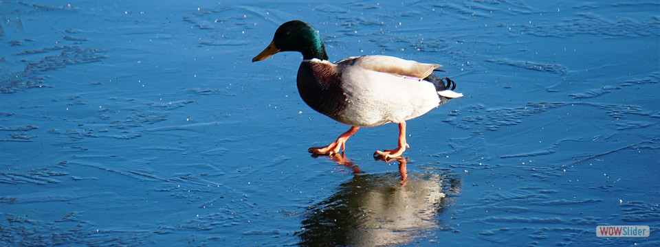 duck_on_ice