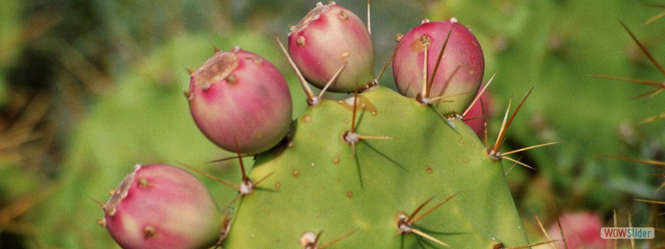 Kaktus_kanaren